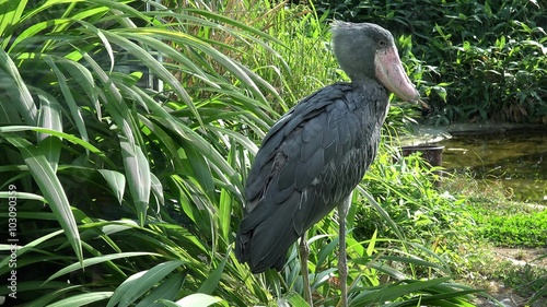 Shoe-billed stork (Balaeniceps rex) in the Prague zoo. photo