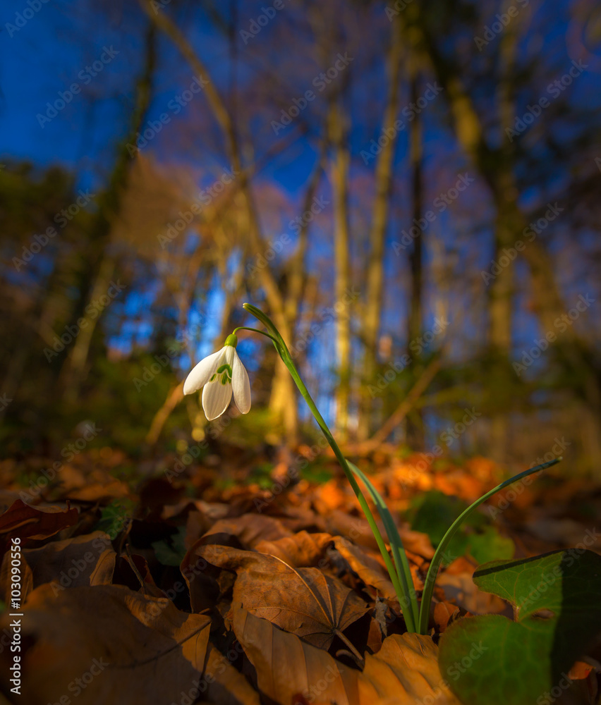 Beautiful wild snowdrop flowers, Galanthus nivalis, in the forest, on a sunny spring day Beautiful wild snowdrop flowers, Galanthus nivalis, in the forest, on a sunny spring day