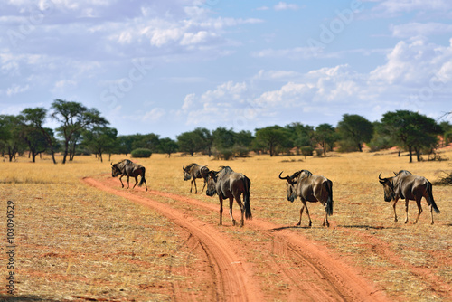 Blue wildebeest antelopes, Namibia © Oleg Znamenskiy