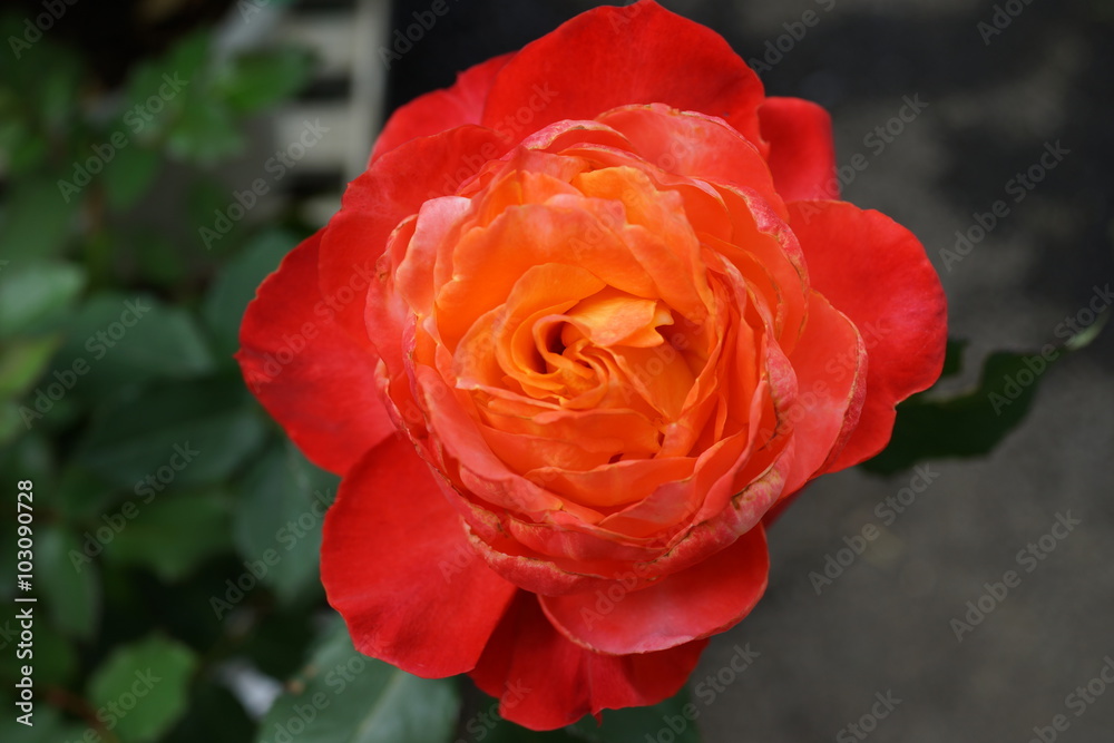 朱色のバラ バラの花 赤 深紅のバラ Stock Photo Adobe Stock