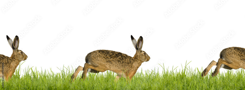 Fototapeta premium Happy Easter