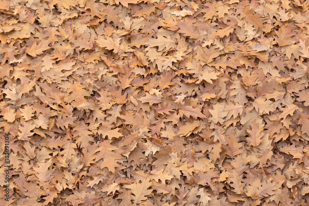 Foglie Autunno
