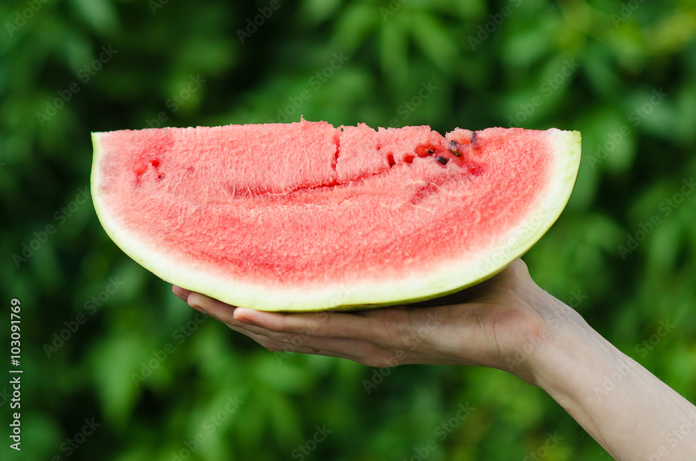 Summer and fresh watermelon theme: a man holds a slice of watermelon on a green background Summer and fresh watermelon theme: a man holds a slice of watermelon on a green background