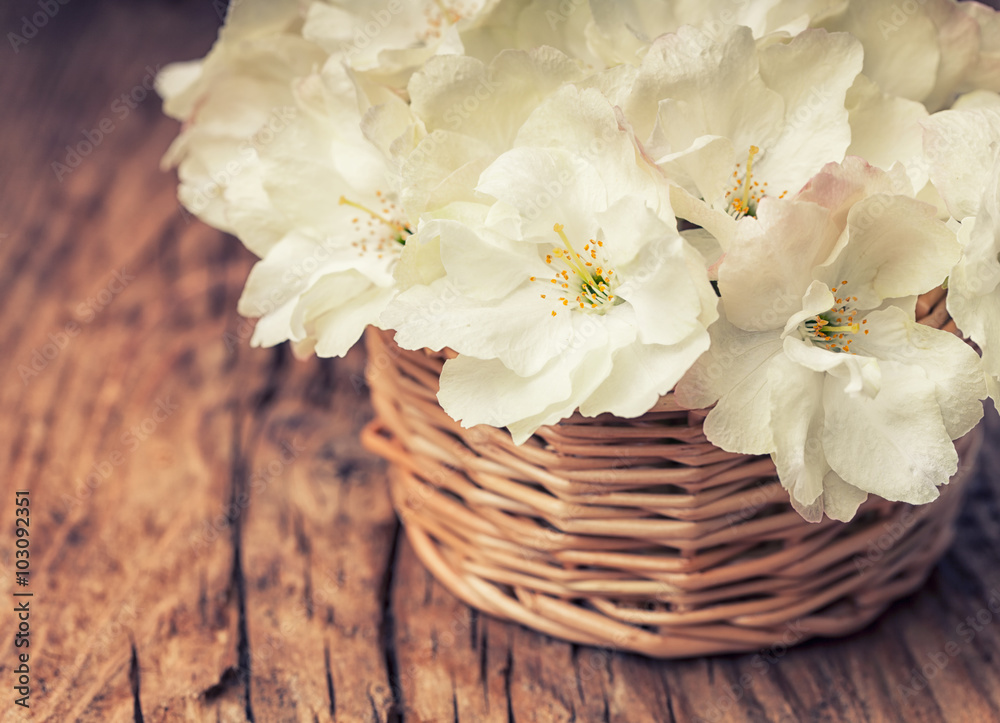 Fototapeta premium White flowering cherry in vintage style