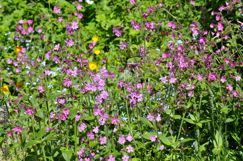 Wild flowery with red campion flowers and buttercups