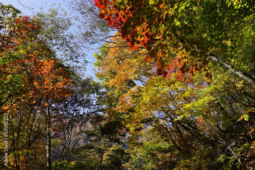 秋　西沢渓谷　川　谷　滝　
