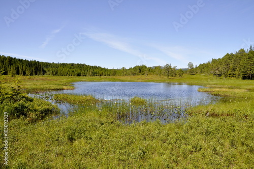 A pond in the forest