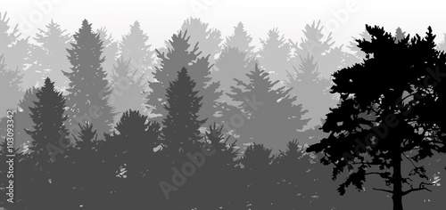 black pine silhouette in grey forest