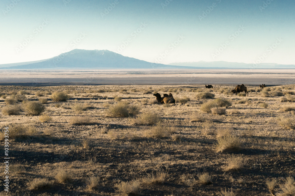 A camel in the desert at sunset on a background of mountains A camel in the desert at sunset on a background of mountains