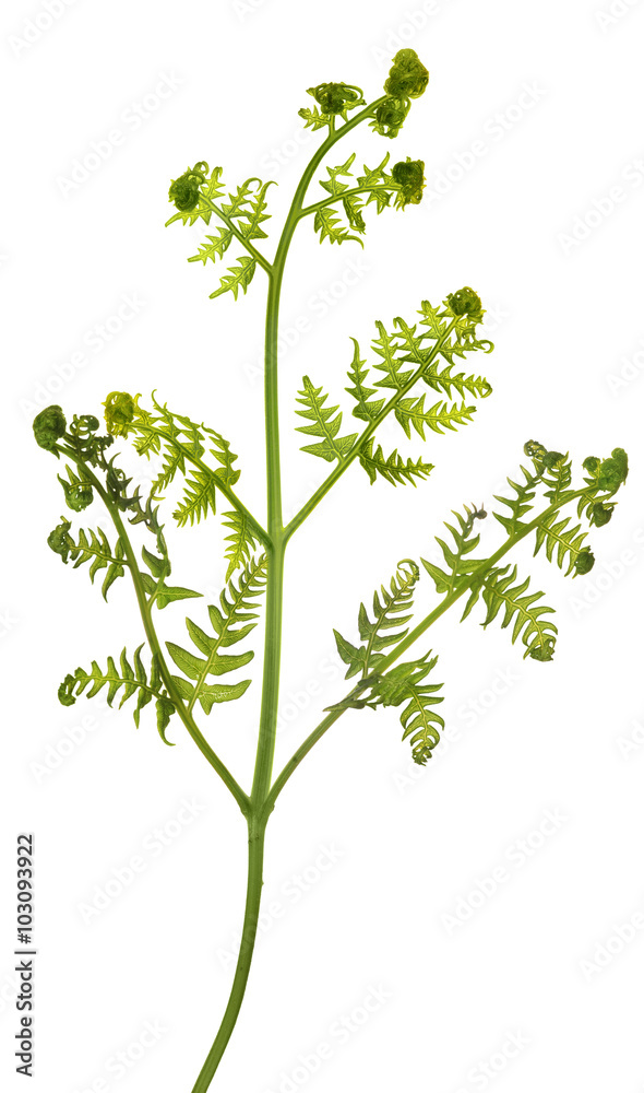 green young spring fern on white green young spring fern on white