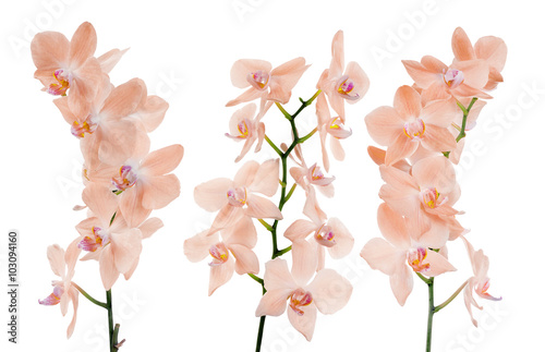 Fototapeta Naklejka Na Ścianę i Meble -  set of three pink orchid isolated branches