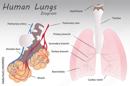 Human Lungs Diagram