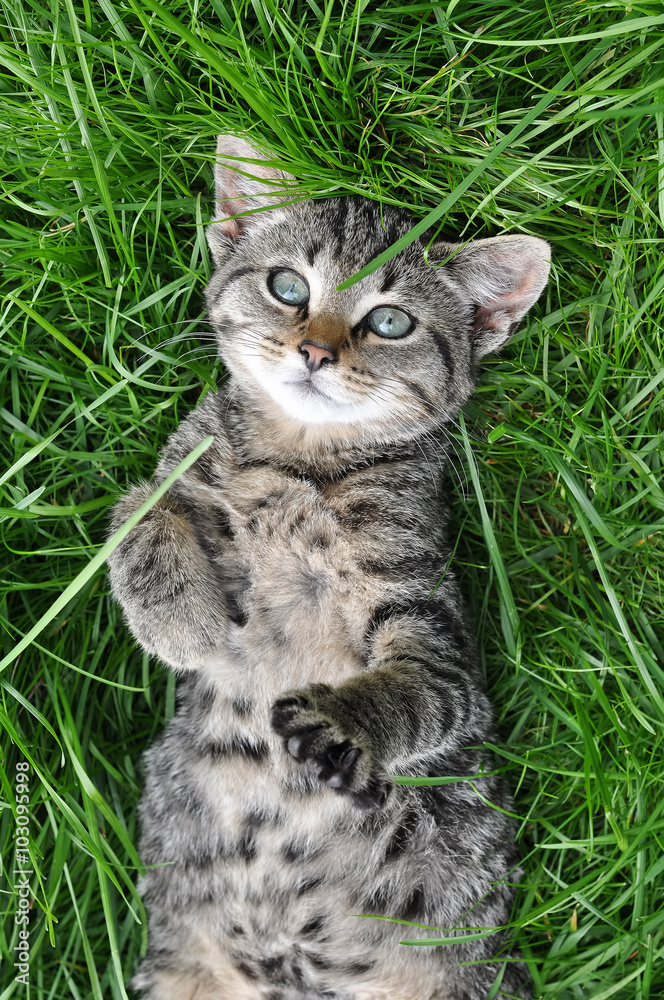 Nice tabby cat lying on green grass Nice tabby cat lying on green grass