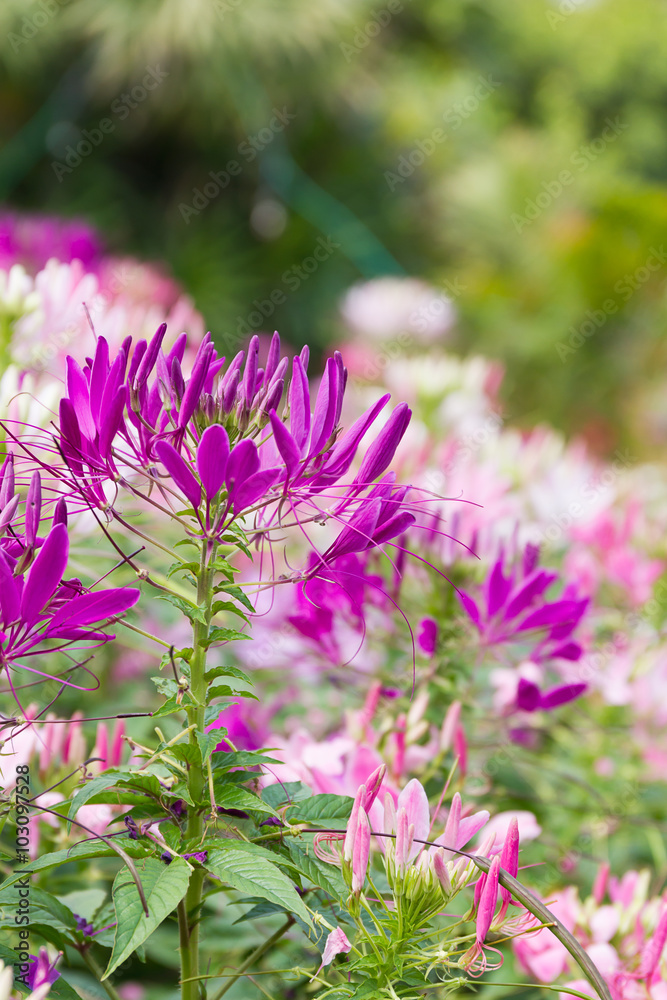 Obraz premium Close up Purple spider flower in the garden