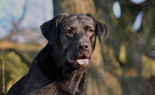 Labrador 2