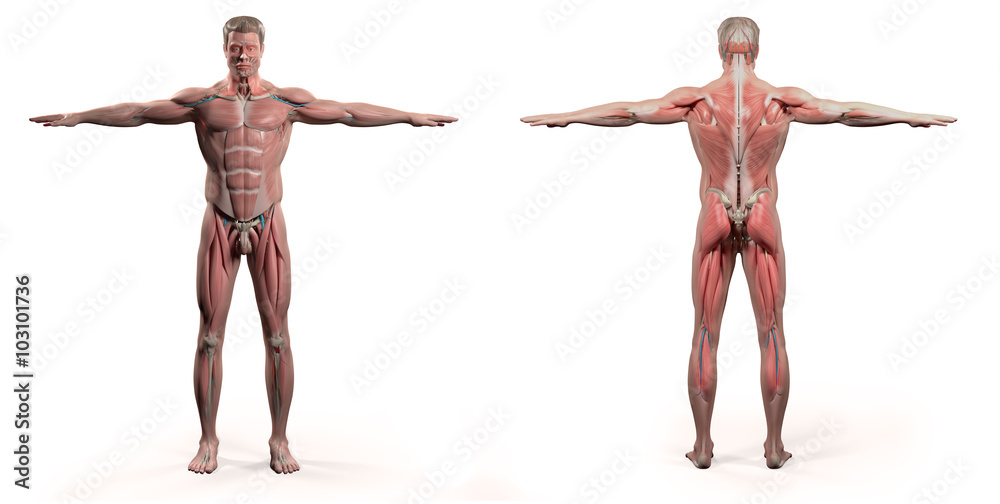 Human anatomy showing face, head, shoulders and torso muscular system, bone structure and vascular system. Human anatomy showing face, head, shoulders and torso muscular system, bone structure and vascular system.