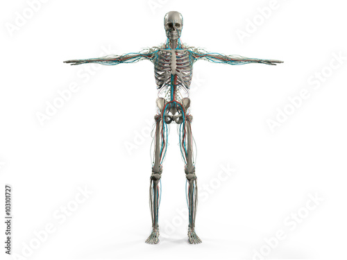 Human anatomy showing face, head, shoulders and torso muscular system, bone structure and vascular system.