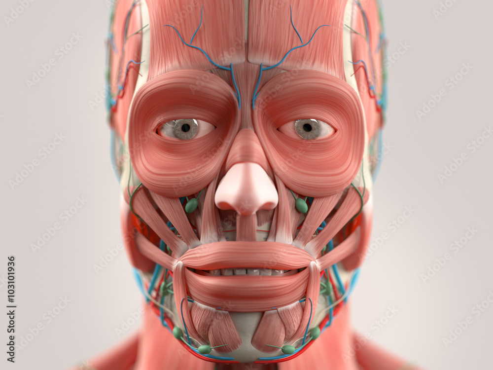 Human anatomy face and head close-up showing eyes, muscular system 