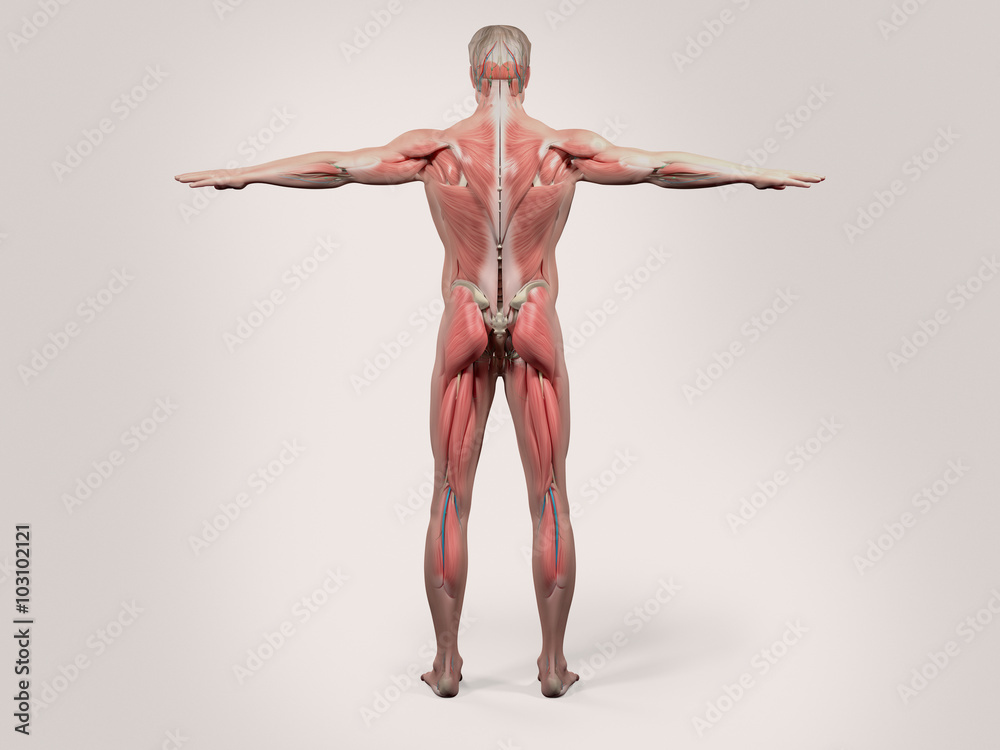 Human anatomy with back view of full body showing muscular system, vascular system and skin on a stylish white background. Human anatomy with back view of full body showing muscular system, vascular system and skin on a stylish white background.