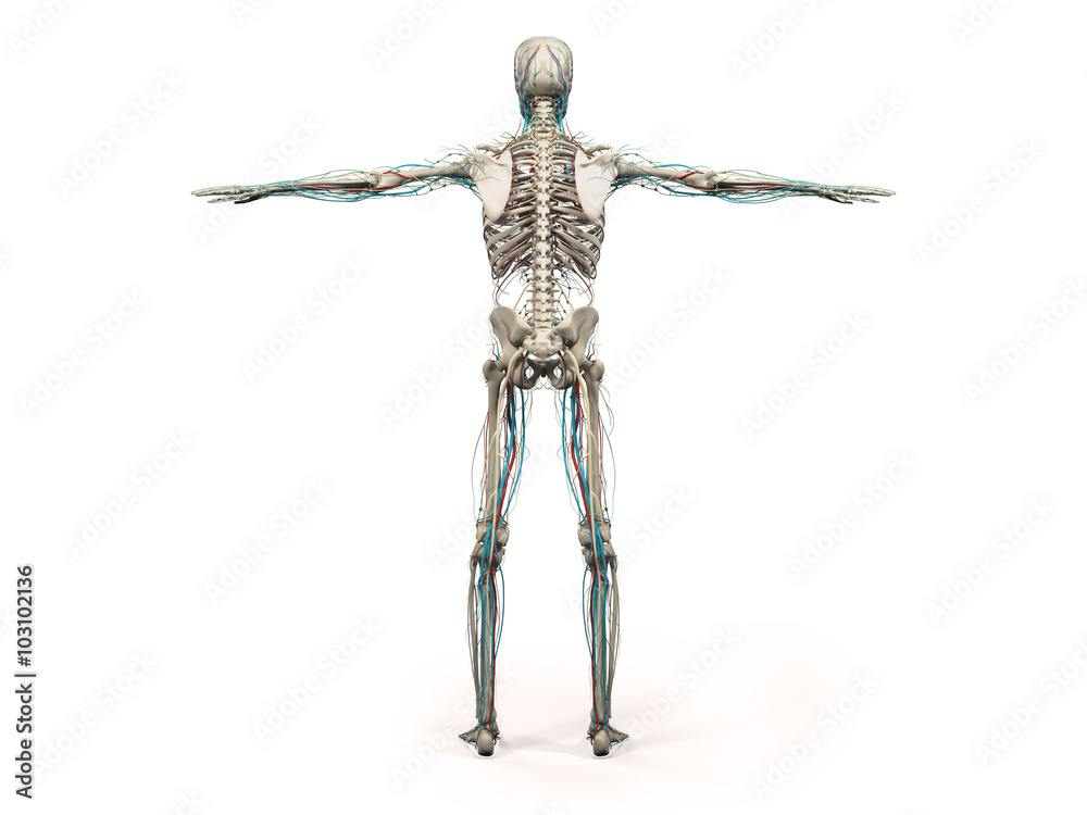 Human Anatomy Showing Back Full Body Head Shoulders And Torso Bone Structure And Vascular System On A Plain White Background Stock Illustration Adobe Stock