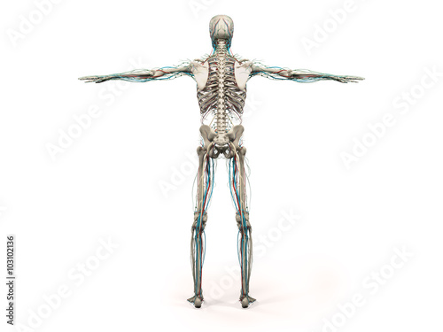 Human anatomy showing back full body, head, shoulders and torso, bone structure and vascular system on a plain white background.
