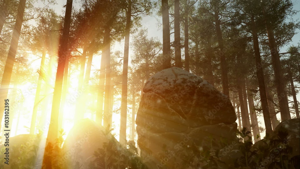A beautiful morning with sunrays shining through the forest trees