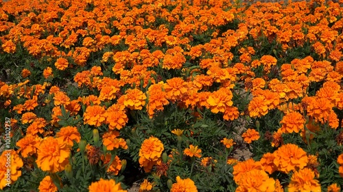 Glade of orange French Marigold (Tagetes patula). photo