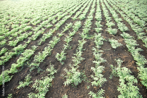 Chickpea crop field photo