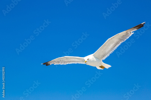 Fotografie, Obraz Big seagull in sky