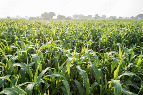 Sorghum crop field