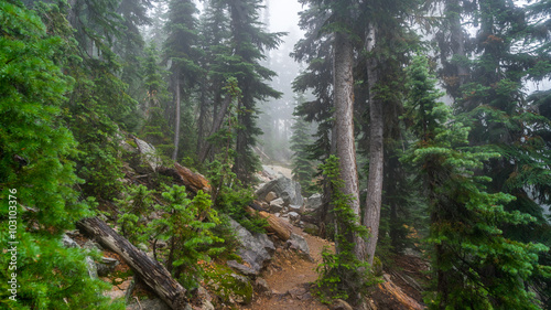 Rocky trail in the spruce forest among felled trees, BLUE LAKE TRAIL, Washington state