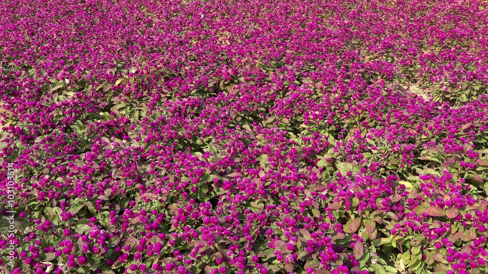 Glade of crimson Globe Amaranth flowers (Gomphrena globosa). Glade of crimson Globe Amaranth flowers (Gomphrena globosa).