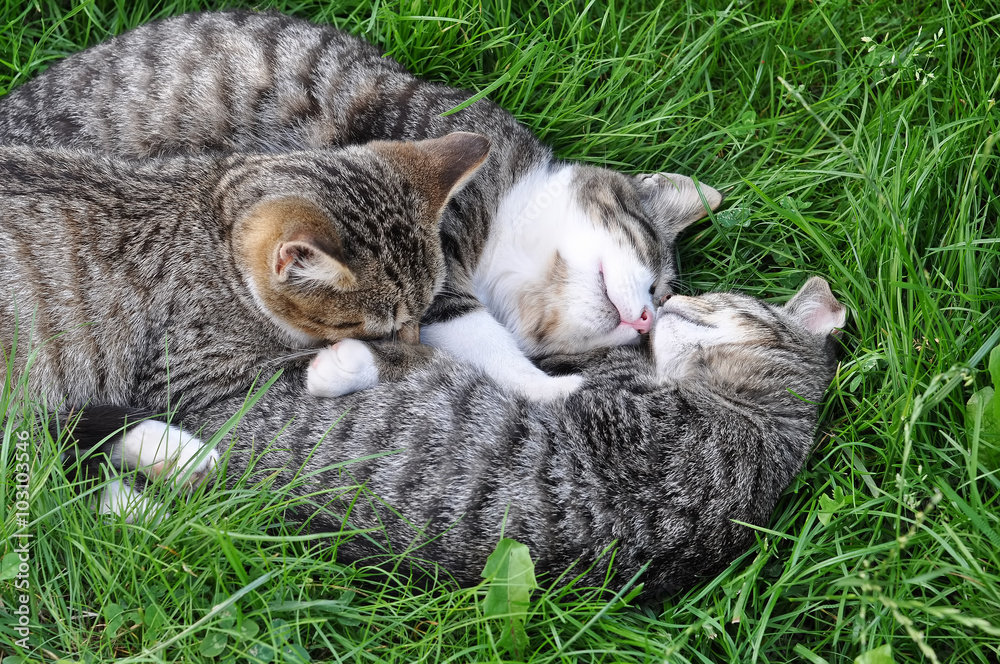 funny tabby cats are sleeping on the grass Stock Photo | Adobe Stock