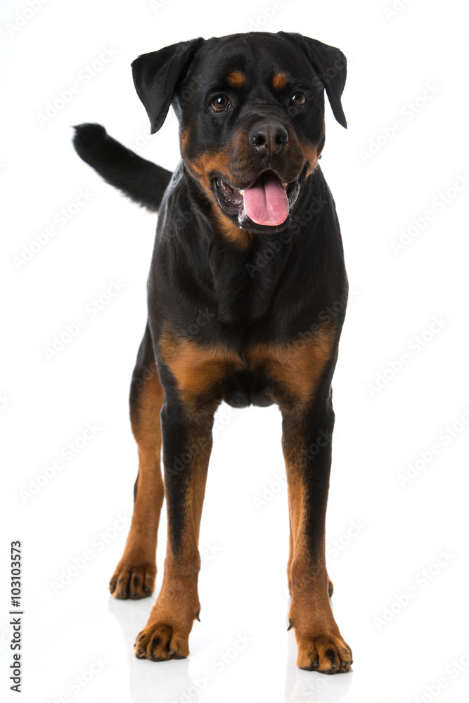 Rottweiler Rottweiler