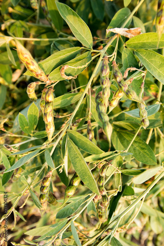 Pigeon pea crop field