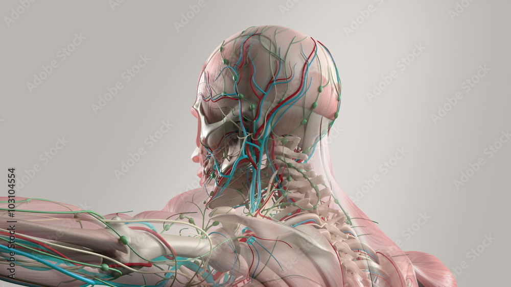 Human anatomy showing face and shoulders, with an animation of different layers like the muscular system and the skeletal system.