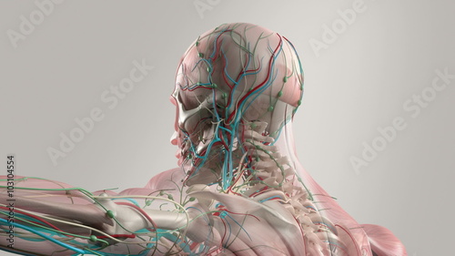 Human anatomy showing face and shoulders, with an animation of different layers like the muscular system and the skeletal system. photo