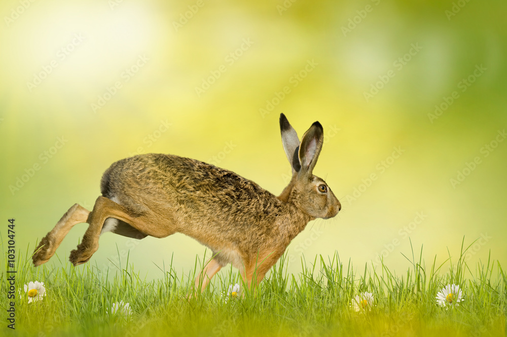 Obraz premium Happy Easter; easter bunny