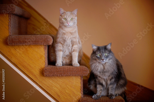 Fototapeta Naklejka Na Ścianę i Meble -  Housecats