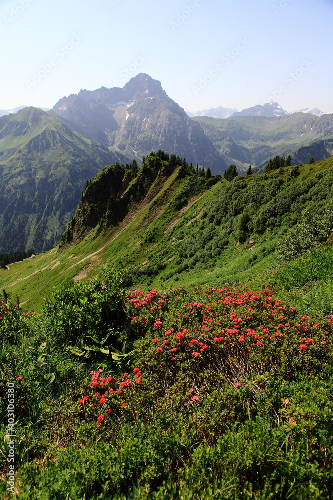 Alpenrosen im Gebirge