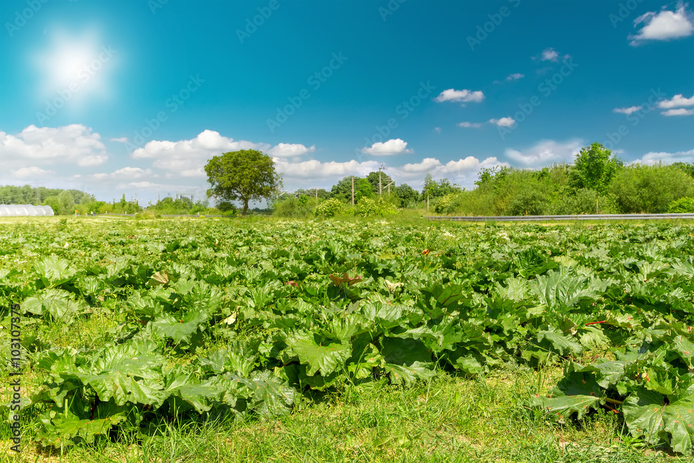 Rhubarb grows in a farmers field