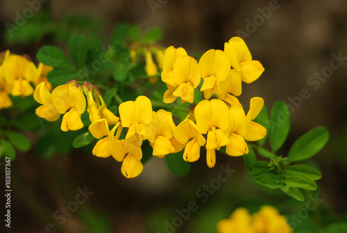 infiorescenza di Cornetta dondolina (Emerus majus) photo