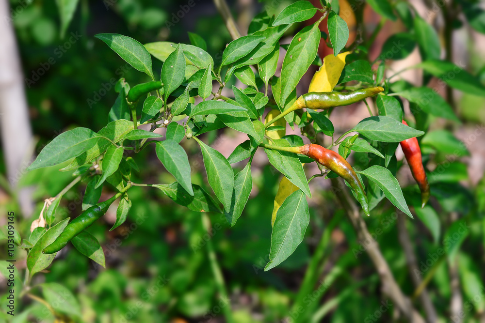 Obraz premium ripe red and green hot chilli peppers on tree in home garden