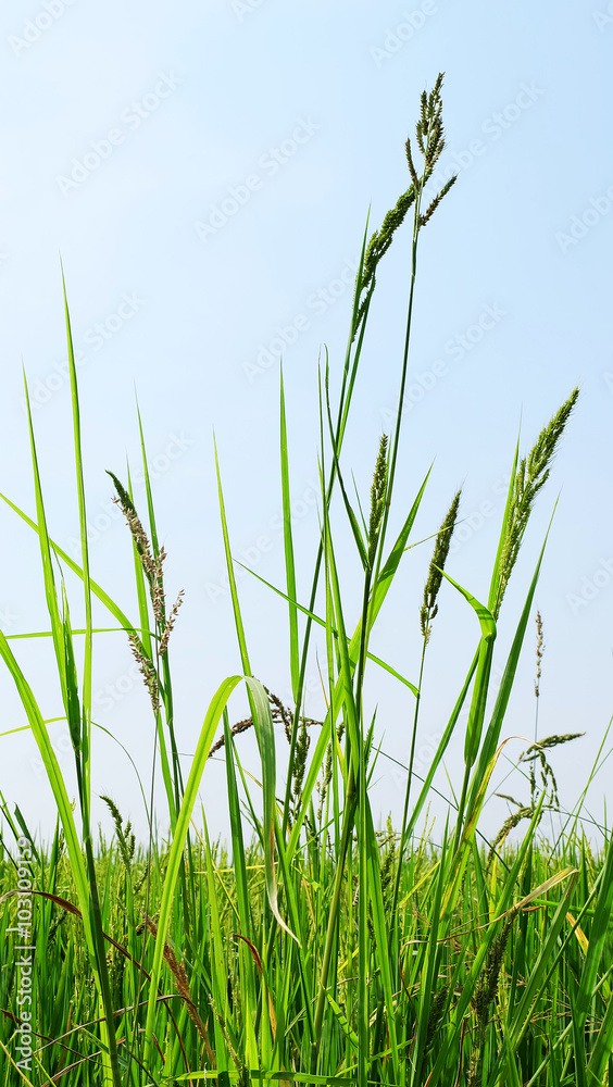Obraz premium Weed grows in rice field