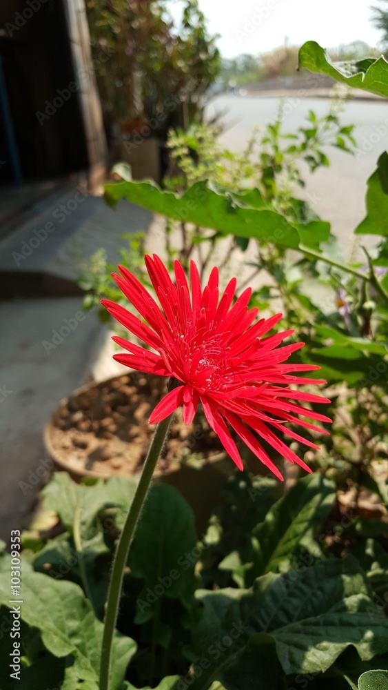 The red gerbera flower.