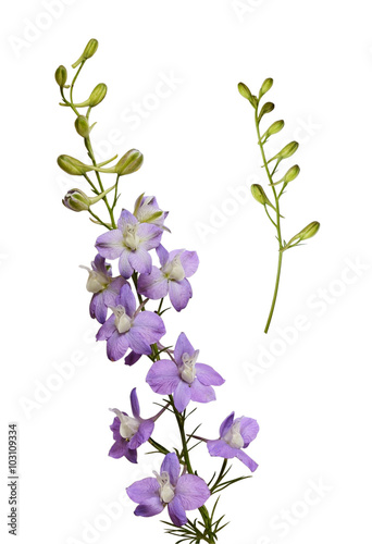 Delphinium flowers and buds