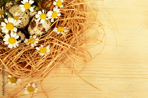 Quail eggs in a nest of straw