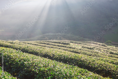 Tea plantation in morning