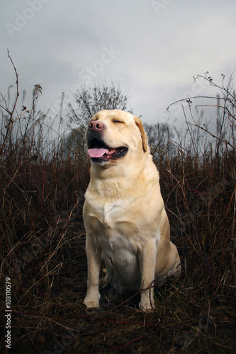 Friendly labrador retriever during dogs training sitting on autumn leaves and looking up. Autumn time and park scene