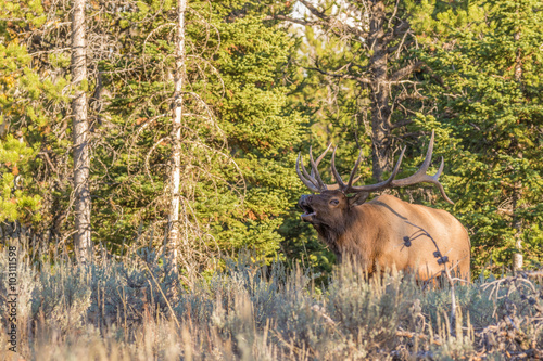 Bull elk Bugling